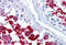 Y-Box Binding Protein 2 antibody, MBS244282, MyBioSource, Immunohistochemistry frozen image 