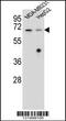 Glomulin, FKBP Associated Protein antibody, MBS9204348, MyBioSource, Western Blot image 