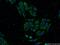 Carnosine Dipeptidase 2 antibody, 14925-1-AP, Proteintech Group, Immunofluorescence image 