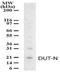 Deoxyuridine Triphosphatase antibody, NB100-56624, Novus Biologicals, Western Blot image 