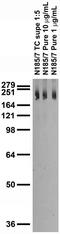 Sodium leak channel non-selective protein antibody, 75-220, Antibodies Incorporated, Western Blot image 