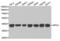 Replication factor C subunit 4 antibody, abx004202, Abbexa, Western Blot image 