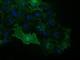 Vascular Cell Adhesion Molecule 1 antibody, NBP2-03600, Novus Biologicals, Immunofluorescence image 