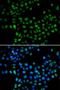 ELL Associated Factor 2 antibody, LS-C346234, Lifespan Biosciences, Immunofluorescence image 