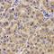 Complement component C7 antibody, orb339113, Biorbyt, Immunohistochemistry paraffin image 