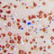 Calmodulin antibody, LS-C351892, Lifespan Biosciences, Immunohistochemistry frozen image 