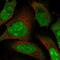 Melanoma-associated antigen D2 antibody, HPA031572, Atlas Antibodies, Immunofluorescence image 