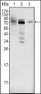Protein Mdm4 antibody, orb89392, Biorbyt, Western Blot image 