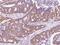 Proenkephalin-B antibody, 102625-T08, Sino Biological, Immunohistochemistry frozen image 