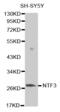 Neurotrophin 3 antibody, MBS125239, MyBioSource, Western Blot image 