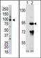 Rho GTPase-activating protein 26 antibody, AP15036PU-N, Origene, Western Blot image 