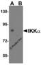 Inhibitor of nuclear factor kappa-B kinase subunit alpha antibody, 2117, ProSci Inc, Western Blot image 
