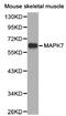 Mitogen-Activated Protein Kinase 7 antibody, LS-C192874, Lifespan Biosciences, Western Blot image 