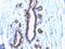 Mucin 1, Cell Surface Associated antibody, GTX34856, GeneTex, Immunohistochemistry paraffin image 