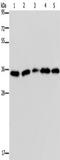 OCIA Domain Containing 1 antibody, TA350248, Origene, Western Blot image 