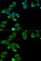 Glutamate-Ammonia Ligase antibody, GTX32627, GeneTex, Immunofluorescence image 