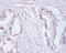Replication Protein A3 antibody, A57717-100, Epigentek, Immunohistochemistry paraffin image 