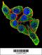 Paired Box 6 antibody, 56-734, ProSci, Immunofluorescence image 