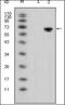 Protein Wnt-5a antibody, orb89218, Biorbyt, Western Blot image 
