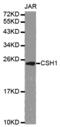 Chorionic somatomammotropin hormone antibody, MBS127493, MyBioSource, Western Blot image 