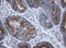 SERPINE1 MRNA Binding Protein 1 antibody, LS-C175444, Lifespan Biosciences, Immunohistochemistry frozen image 