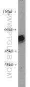 Protein Tyrosine Phosphatase Receptor Type N antibody, 66045-1-Ig, Proteintech Group, Western Blot image 