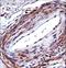 P2X purinoceptor 5 antibody, LS-C163315, Lifespan Biosciences, Immunohistochemistry frozen image 