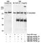 Cap Methyltransferase 1 antibody, NB100-79786, Novus Biologicals, Immunoprecipitation image 