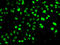 Nudix Hydrolase 2 antibody, LS-C346123, Lifespan Biosciences, Immunofluorescence image 