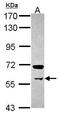 Protein Arginine Methyltransferase 3 antibody, GTX116478, GeneTex, Western Blot image 
