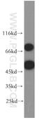 REX4 Homolog, 3'-5' Exonuclease antibody, 18890-1-AP, Proteintech Group, Western Blot image 
