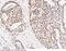 Protein Arginine Methyltransferase 6 antibody, 101041-T10, Sino Biological, Immunohistochemistry paraffin image 