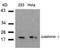 OP18 antibody, AP02727PU-S, Origene, Western Blot image 