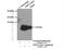 NDUFA4 Mitochondrial Complex Associated Like 2 antibody, 16480-1-AP, Proteintech Group, Immunoprecipitation image 