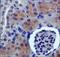 PDZ Domain Containing 1 antibody, NB400-149, Novus Biologicals, Immunohistochemistry paraffin image 