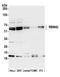 RNA Binding Motif Protein 42 antibody, A305-139A, Bethyl Labs, Western Blot image 