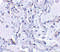 p240 antibody, 2345, ProSci Inc, Western Blot image 