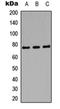 Amphiphysin antibody, orb235010, Biorbyt, Western Blot image 