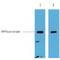 RFP-Tag antibody, LS-C387471, Lifespan Biosciences, Western Blot image 