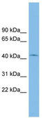 RIB43A Domain With Coiled-Coils 1 antibody, TA339974, Origene, Western Blot image 