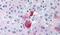 Epoxide Hydrolase 2 antibody, PA5-33517, Invitrogen Antibodies, Immunohistochemistry frozen image 