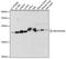 M-Phase Phosphoprotein 6 antibody, A15775, ABclonal Technology, Western Blot image 