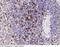 CD8b Molecule antibody, 11031-R039, Sino Biological, Immunohistochemistry frozen image 