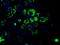 Aconitase antibody, TA500841S, Origene, Immunofluorescence image 