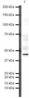 Paired box protein Pax-5 antibody, MA5-14750, Invitrogen Antibodies, Western Blot image 