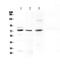 Galectin 3 Binding Protein antibody, PA5-79597, Invitrogen Antibodies, Western Blot image 