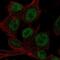 Homeobox D4 antibody, PA5-64441, Invitrogen Antibodies, Immunofluorescence image 