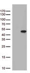 Phosphotriesterase Related antibody, TA813177S, Origene, Western Blot image 