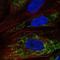 Mitochondria Localized Glutamic Acid Rich Protein antibody, PA5-64966, Invitrogen Antibodies, Immunofluorescence image 