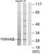 14-3-3 beta antibody, abx013878, Abbexa, Western Blot image 